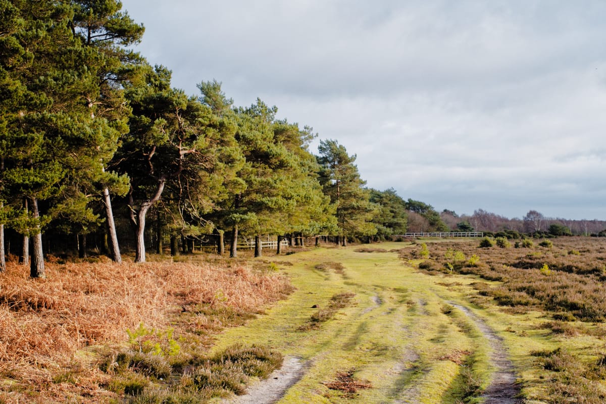 The New Forest National Park, UK.